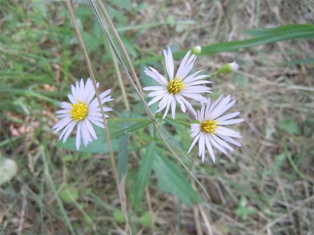 Asteracea da determinare